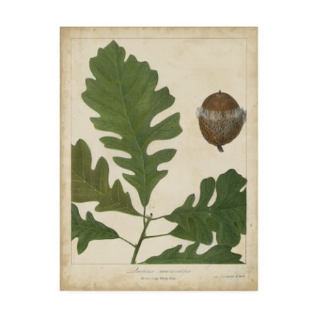 Trademark Fine Art John Torrey 'Oak Leaves And Acorns Iii' Canvas Art, 18x24 WAG11632-C1824GG